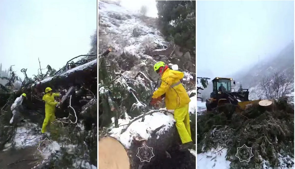 Огромное дерево обрушилось на горную дорогу между Медеу и Шымбулаком