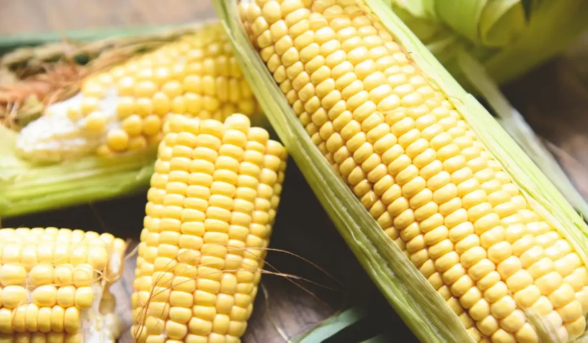 Диверсификация посевных: китайские ученые помогут Казахстану культивировать кукурузу