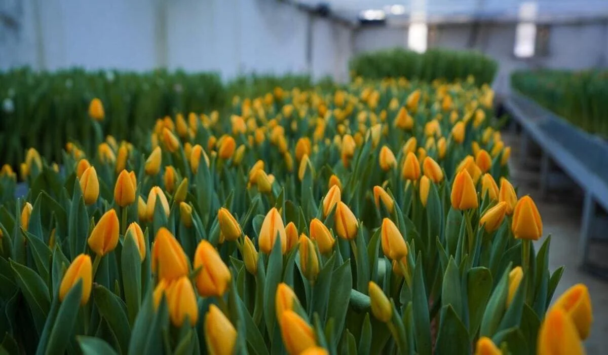 Тюльпаны зацвели на юге Казахстана (ФОТО, ВИДЕО)