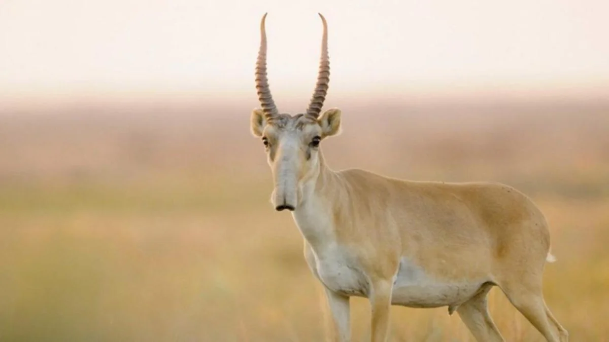 Появление сайгаков в селах объяснили в Комитете лесного хозяйства