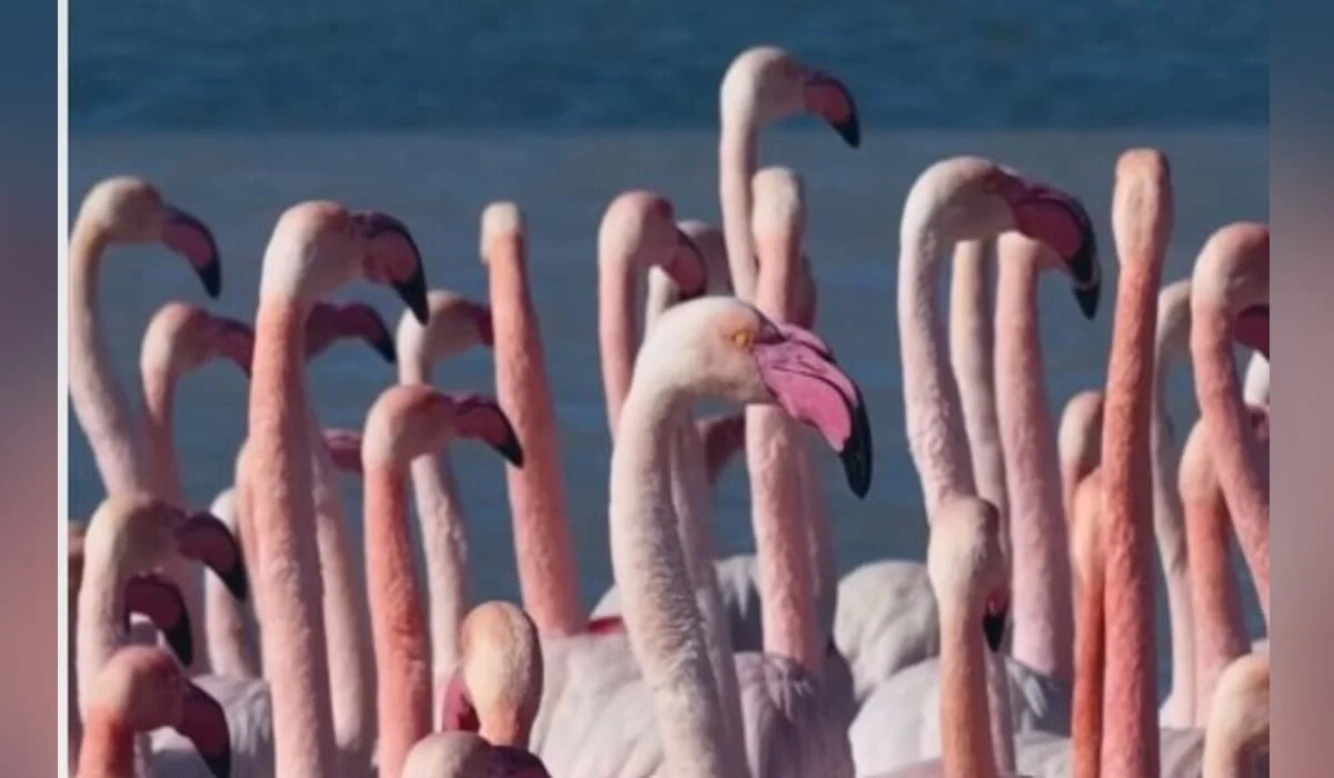 В Актау прилетели фламинго (ВИДЕО)