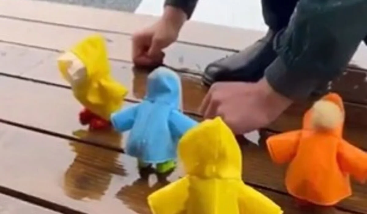 Турецкий фермер устроил модный показ для цыплят под дождем (ВИДЕО)