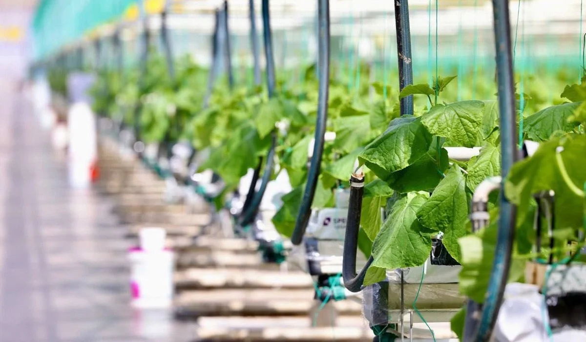 В Алматинской области члены коалиции встретились с коллективом тепличного комплекса «Green Land Alatau»