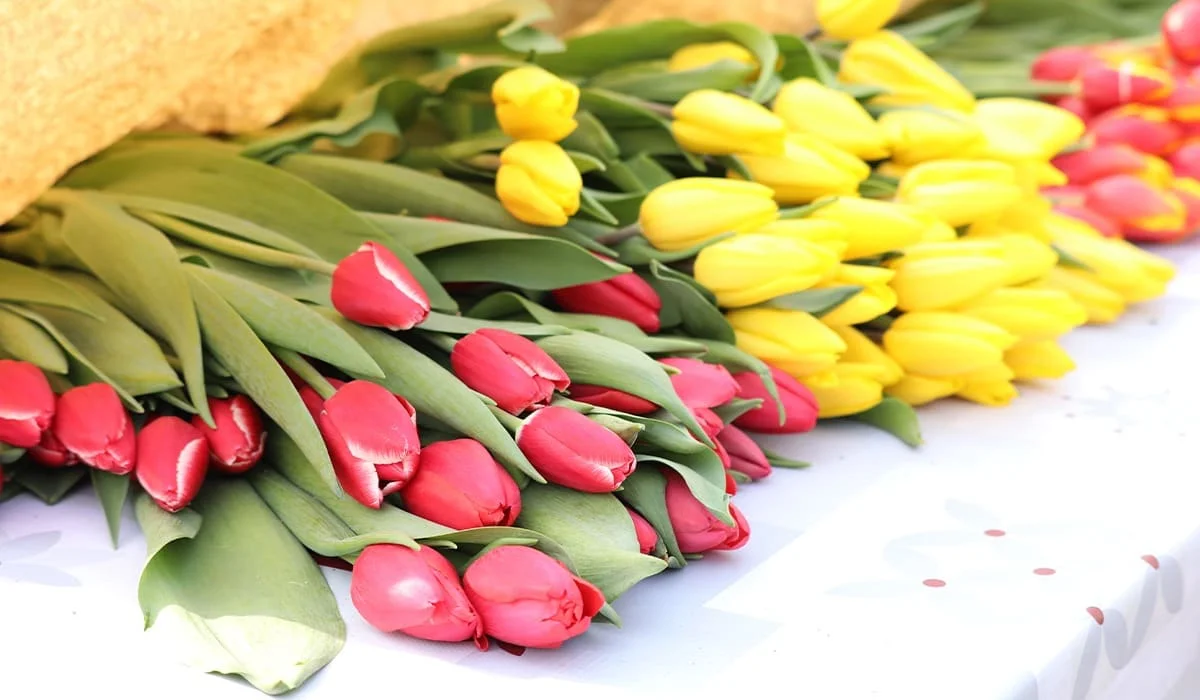 Из каких стран в Казахстан везут цветы и в каких объемах