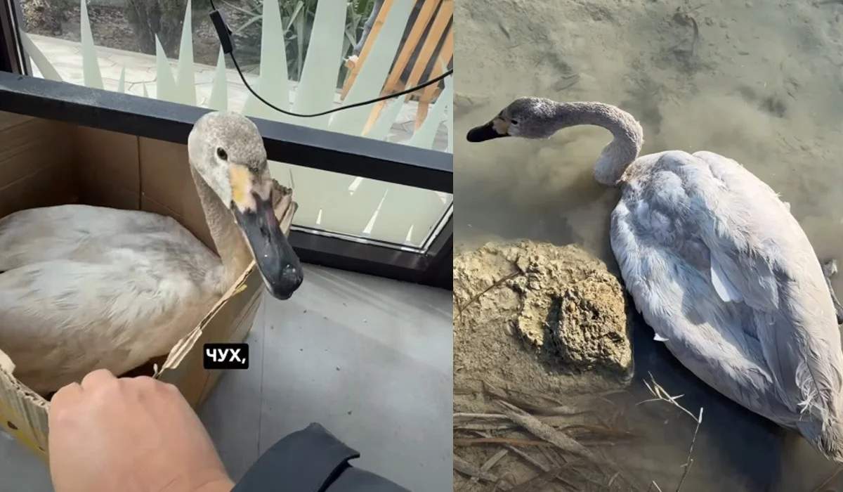 Краснокнижного лебедя-кликуна спасли в Актау (ВИДЕО)