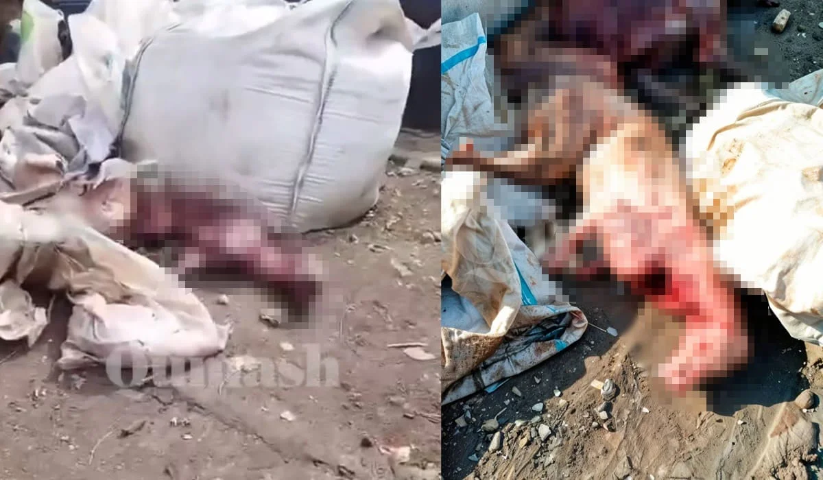 С них содрали шкуры: освежеванные туши собак выбросили на помойку в Алматы (ФОТО)