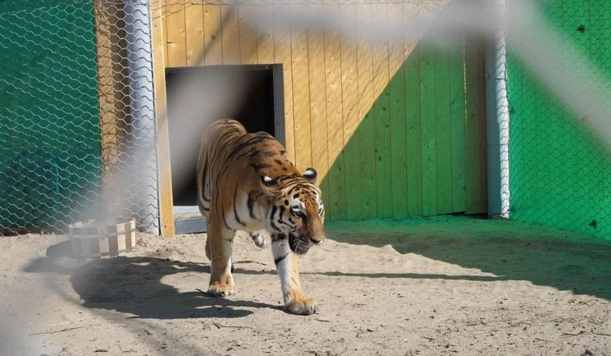 В Казахстан привезут ещё несколько амурских тигров для восстановления популяции