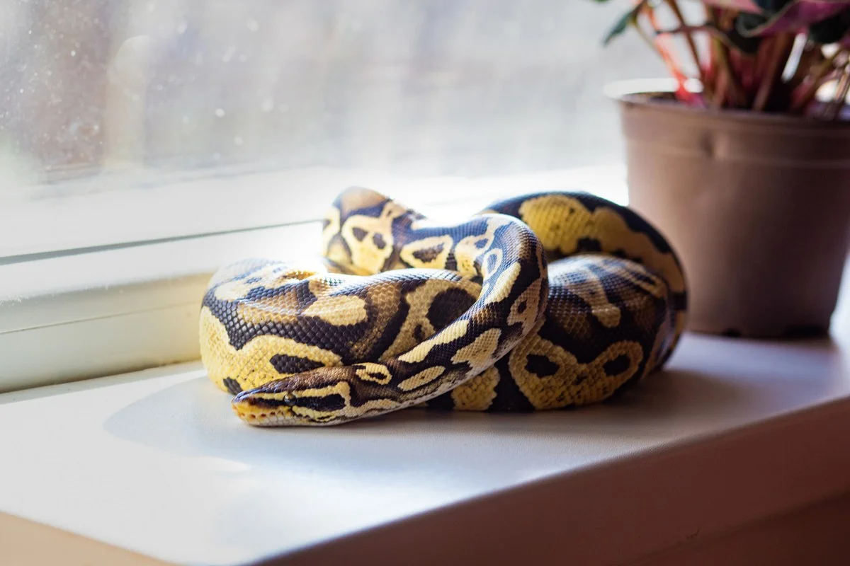 Трехметрового питона изъяли в доход государства у жительницы Атырау