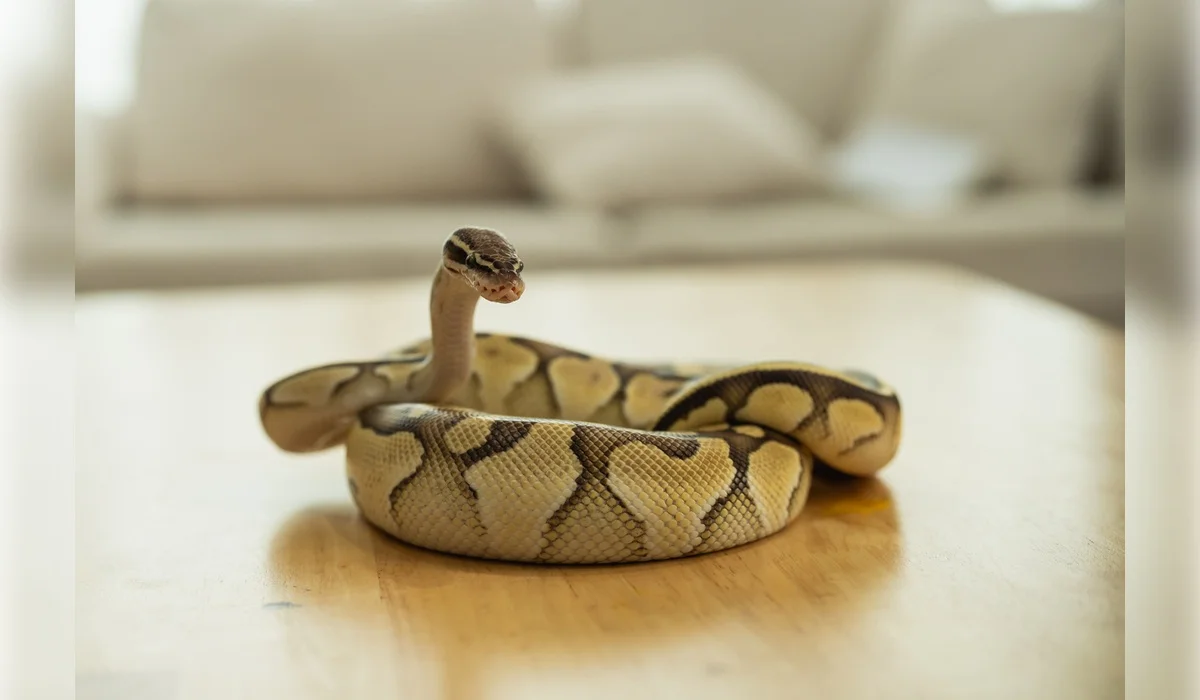 16 змей выползли из-под пола в доме в ЗКО