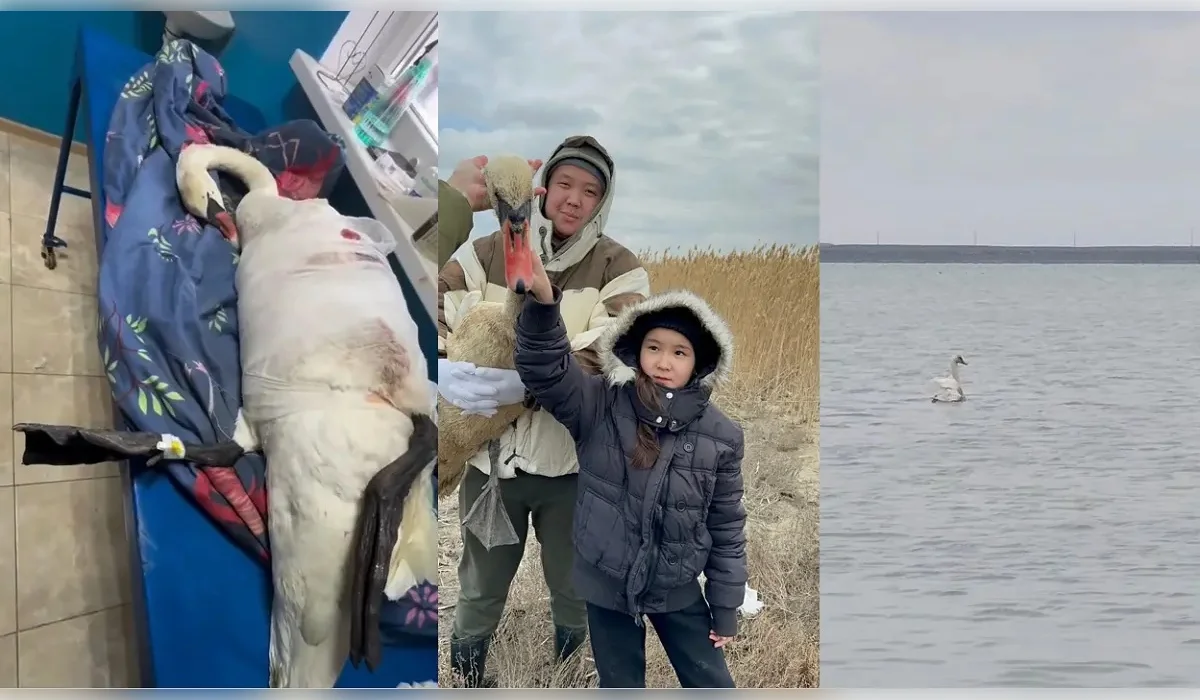 В Актау спасли лебедя со сломанным крылом и вернули в озеро