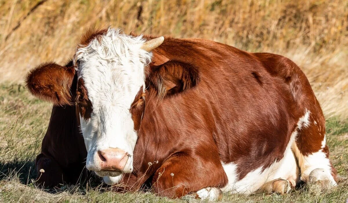 Аферу с сельхозсубсидиями на десятки миллионов провели в Туркестанской области