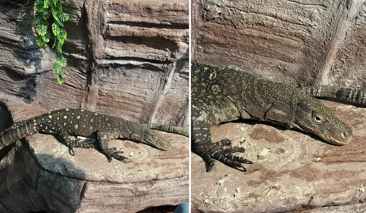 Редкие гигантские вараны появились в Алматинском зоопарке