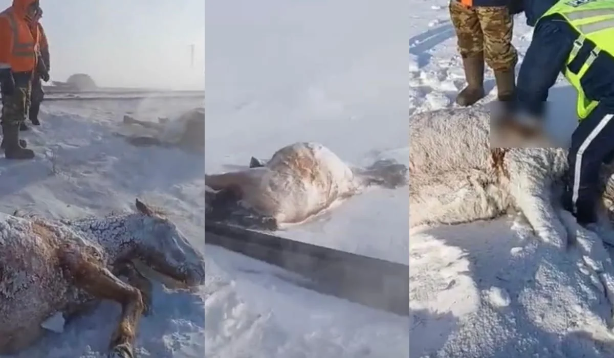 Поезд сбил табун лошадей в Акмолинской области