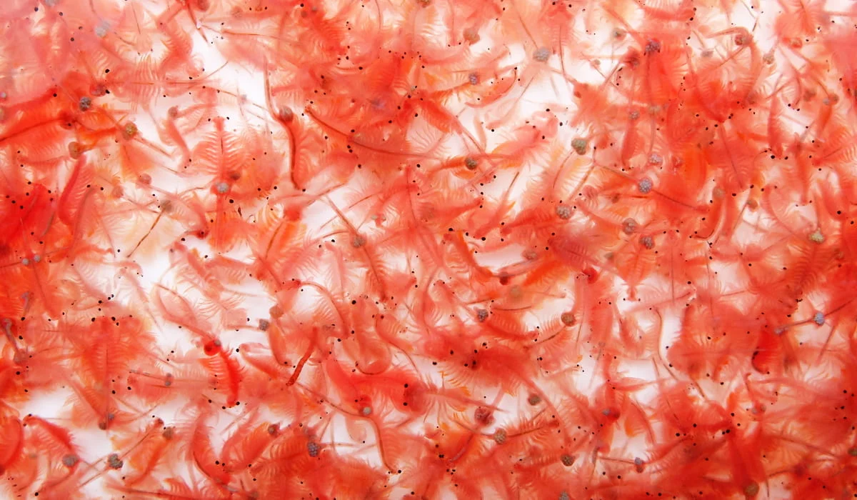 КНБ и прокуратура раскрыли масштабную схему незаконного вывоза биоресурсов