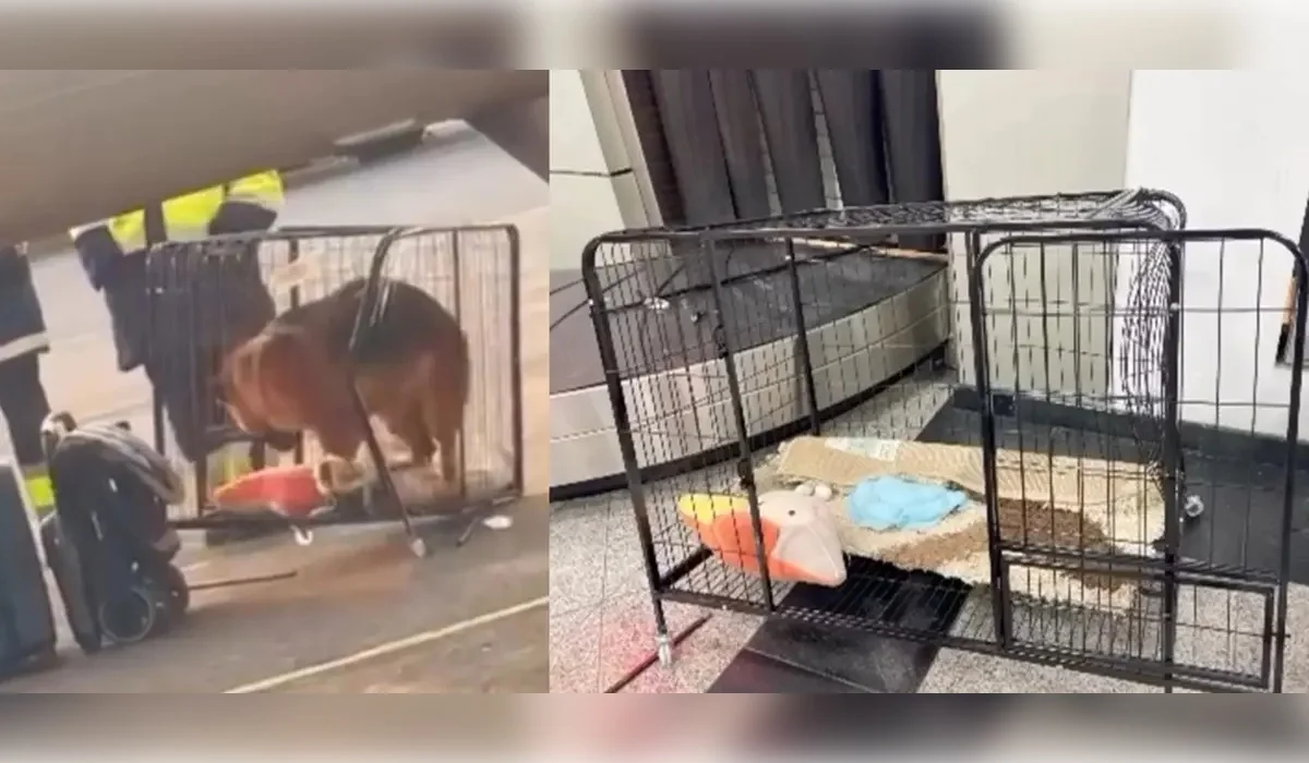 Девушку с собакой сняли с рейса Алматы – Актау