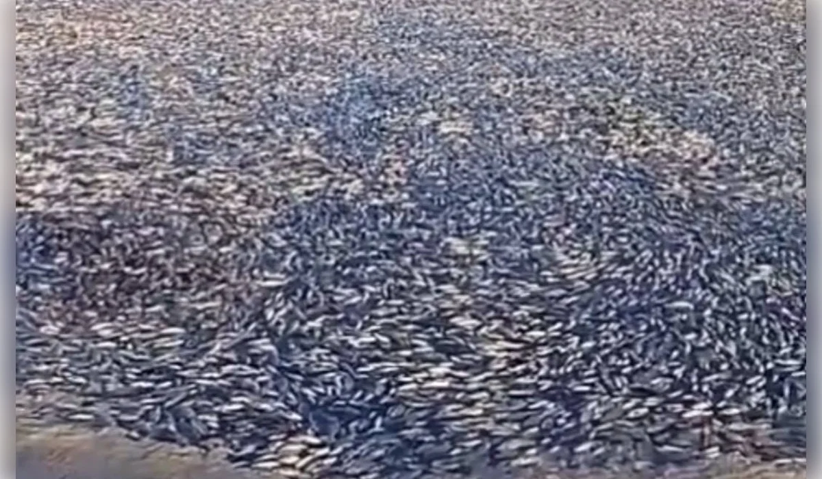 Массовый мор рыбы произошел в Западно-Казахстанской области (ВИДЕО)