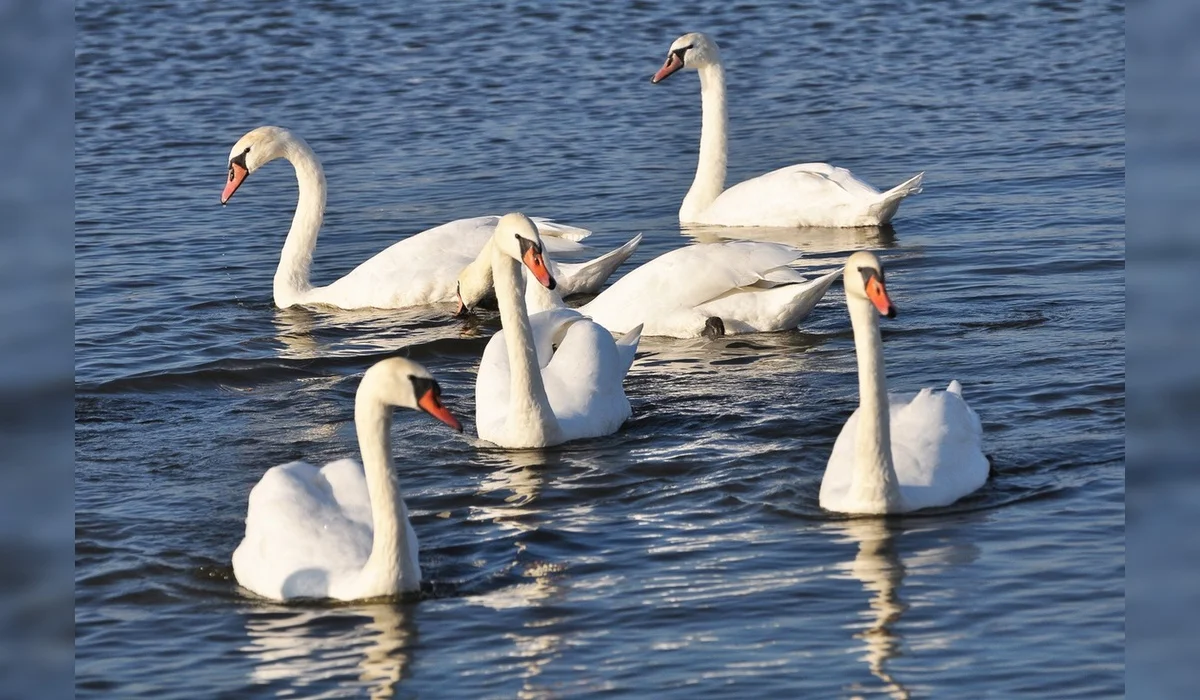 На берегу Каспия найдены десятки мертвых лебедей
