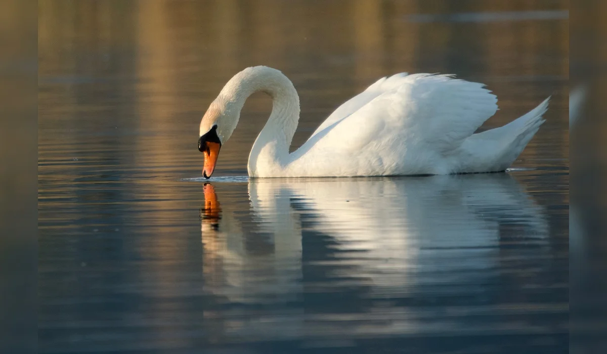 Гибель лебедей на побережье Актау: специалисты прокомментировали ситуацию