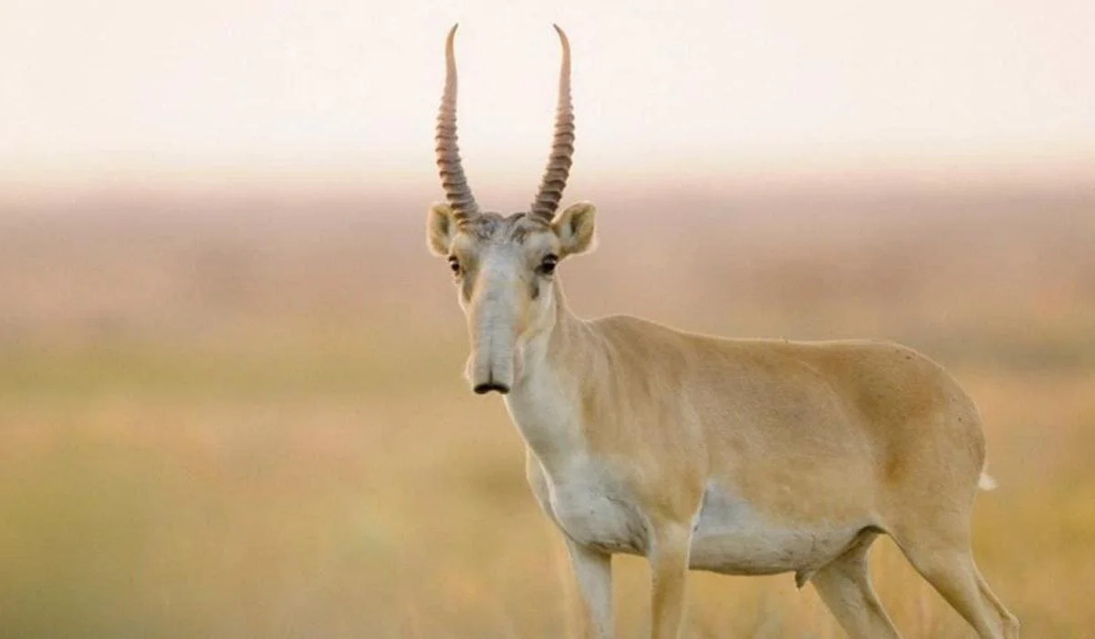 Перевозившего тушу сайгака мужчину приговорили к 3 годам тюрьмы в Мангистау