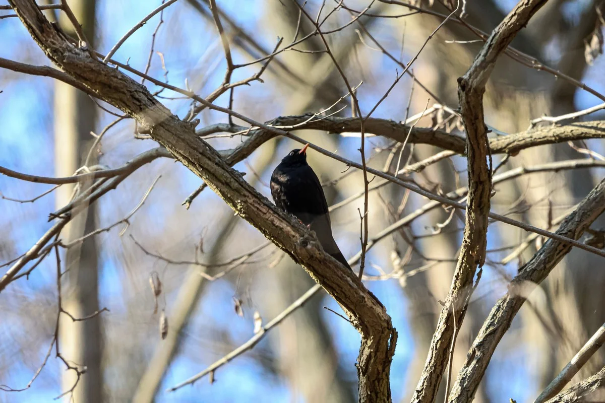 Теплая погода без осадков ожидается в Казахстане 28 марта