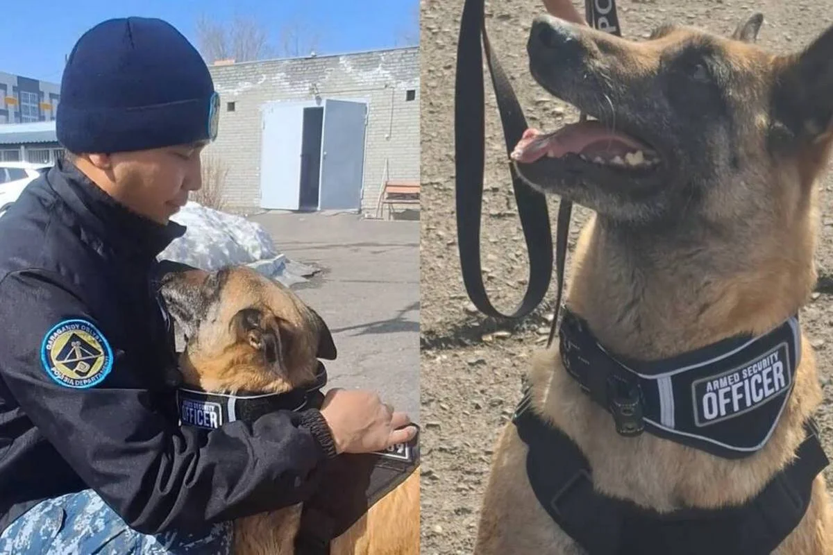 Полицейскую служебную собаку Берту проводили на пенсию в Караганде