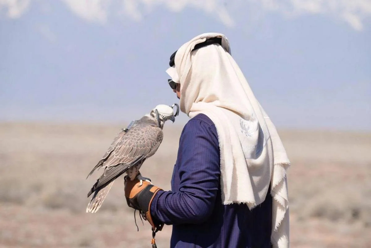 Краснокнижного сокола-балобана торжественно выпустили на свободу в области Жетысу