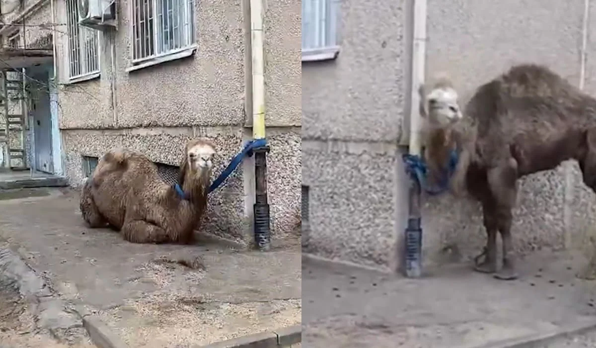Верблюда «припарковали» у многоэтажки в Актау (ВИДЕО)