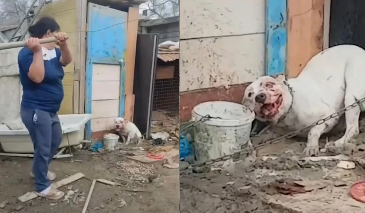 Женщина жестоко избила привязанную собаку лопатой в Атырау (ВИДЕО)
