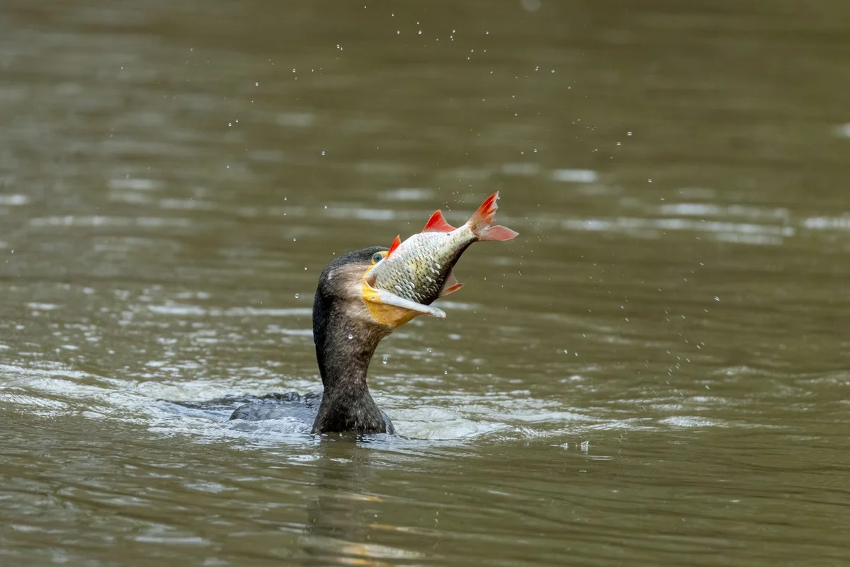 Съедают до 5 тонн рыбы в сутки: отстрел бакланов начнут в Павлодарской области