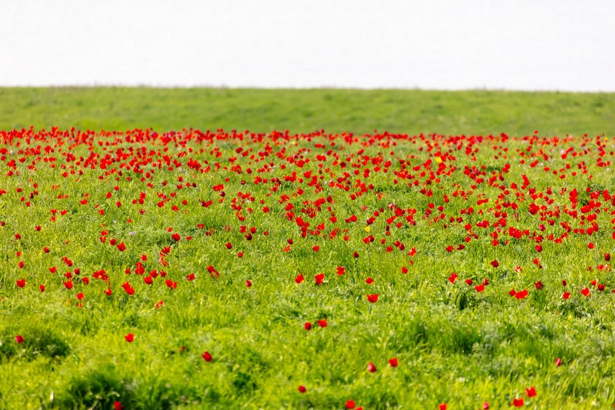 Краснокнижные тюльпаны Грейга расцвели в Туркестанской области