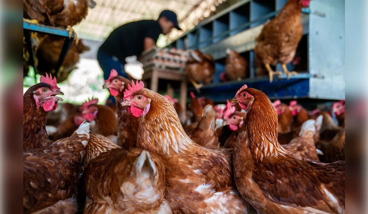 Рабочий получил ожоги при хлопке газа на птицефабрике в Акмолинской области