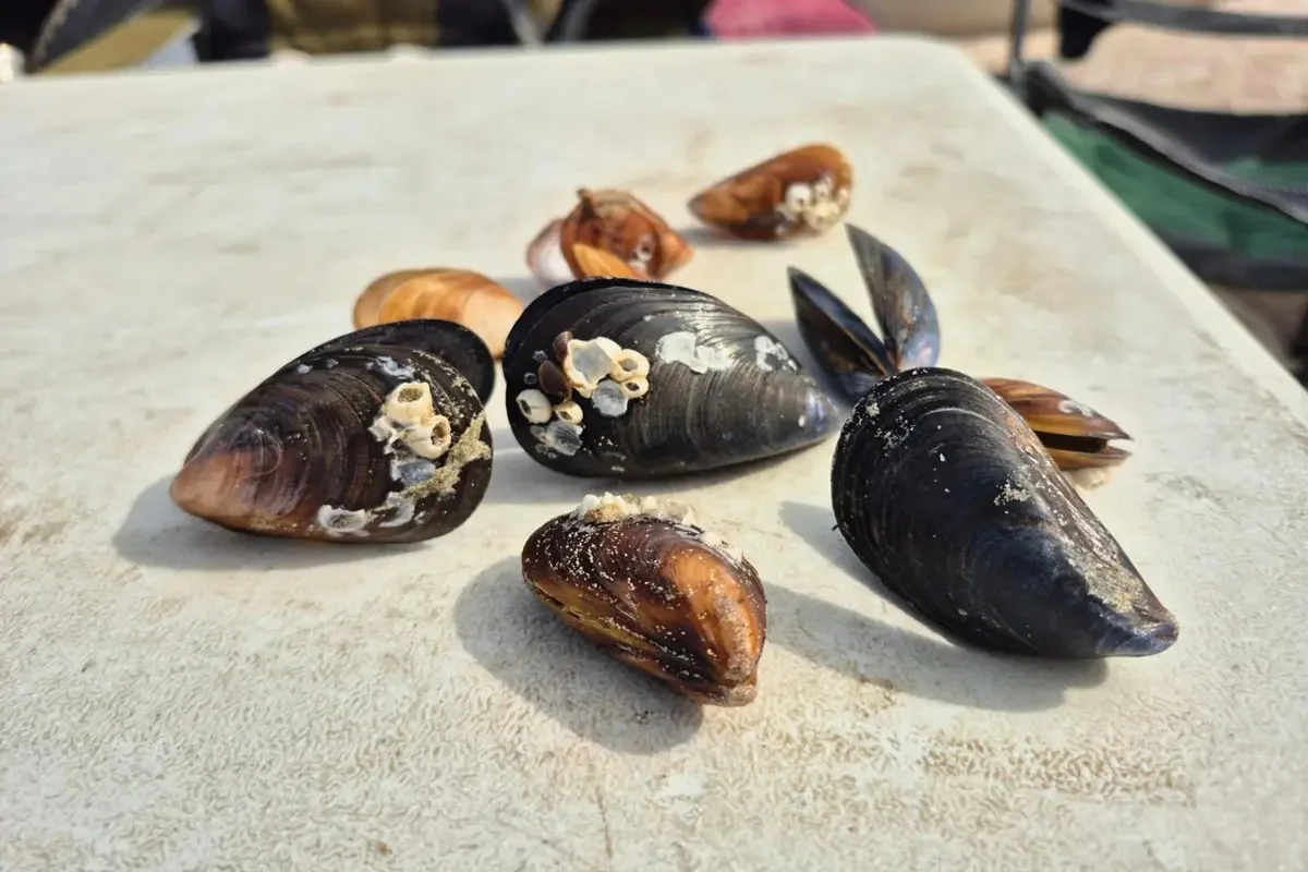 Крупные мидии в Каспийском море удивили жителей Актау: что говорят эксперты