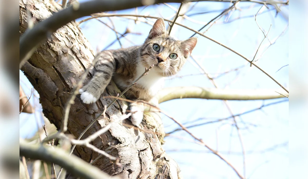Мужчина погиб, пытаясь снять кота с дерева в Павлодаре