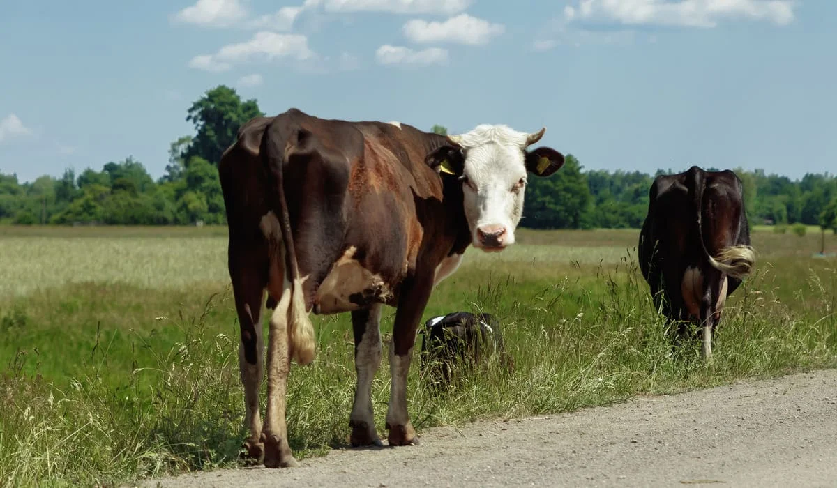 Хищение 2,5 млрд тенге сельхозсубсидий: 30 фигурантам громкого дела вынесли приговор в Костанае