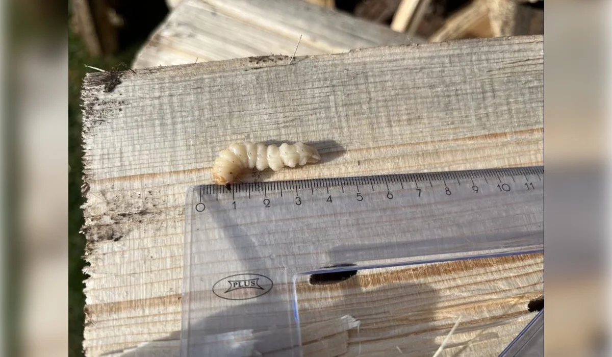 Карантинного вредителя в российских пиломатериалах выявили в Акмолинской области