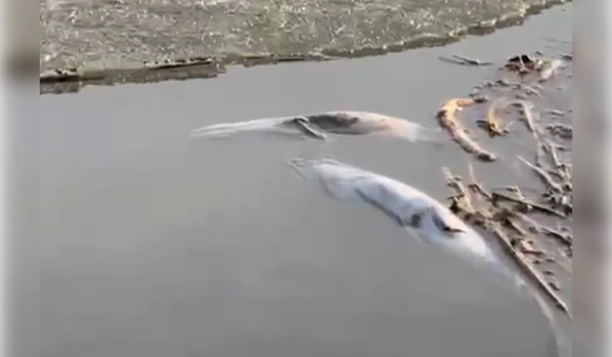 На озерах Северо-Казахстанской области массово гибнет рыба