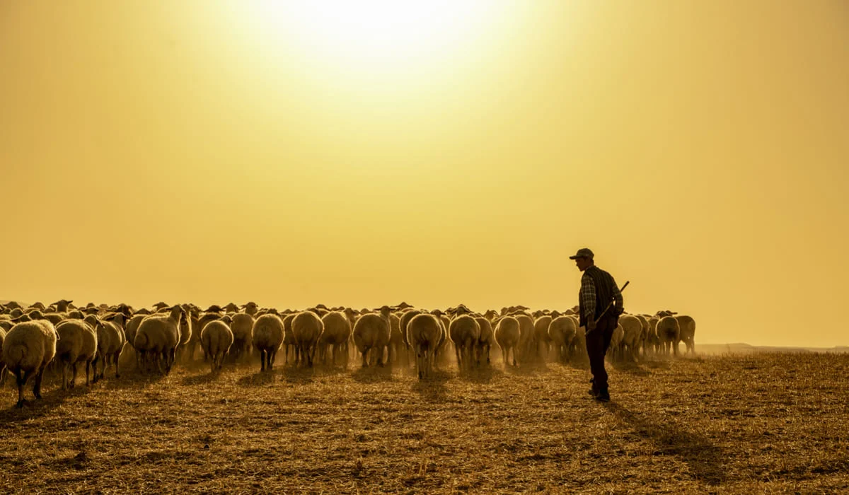 Пастух продавал чужих овец из-за ставок в ЗКО