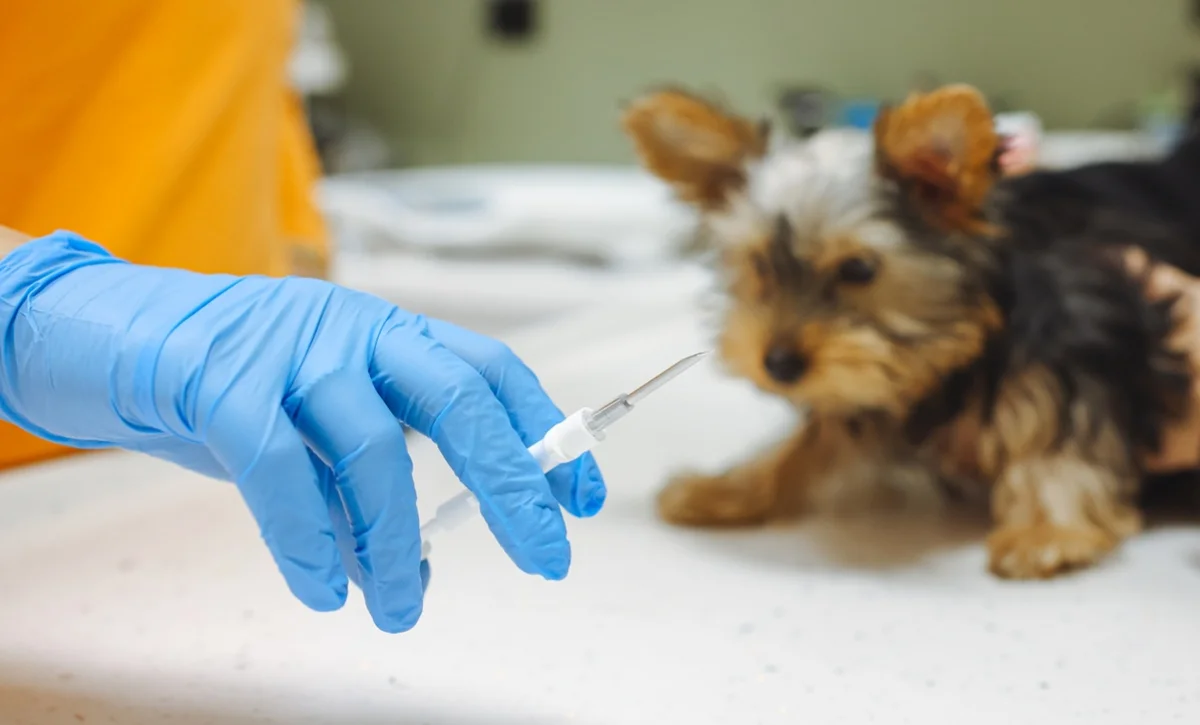 Ошибочная эвтаназия животных под контролем: депутат рассказал, что изменит новый закон