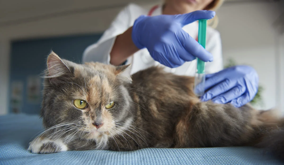 Новый закон о животных: депутат рассказал, когда допускается эвтаназия