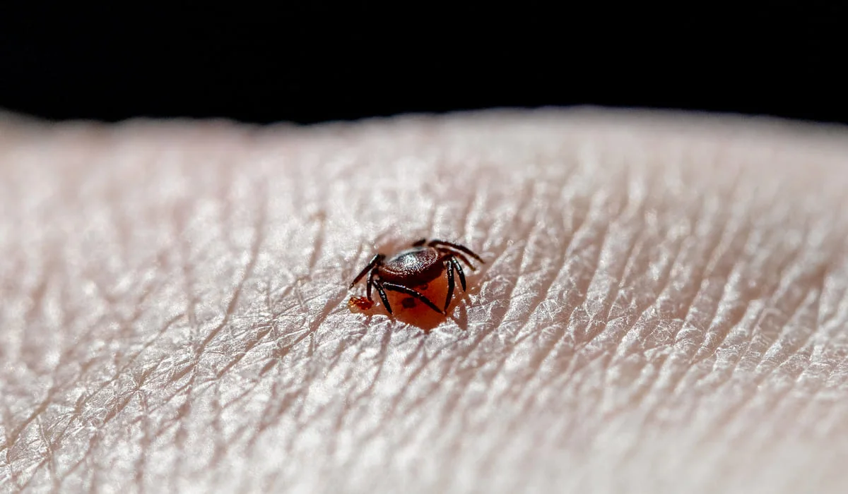 Уже 478 казахстанцев покусали клещи: как защитить себя и избежать укусов