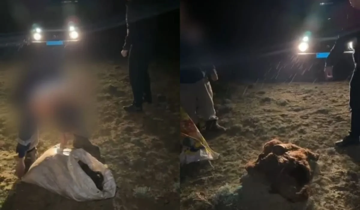 Кызылординский фермер украл лошадь в Актюбинской области и забил ее (ВИДЕО)