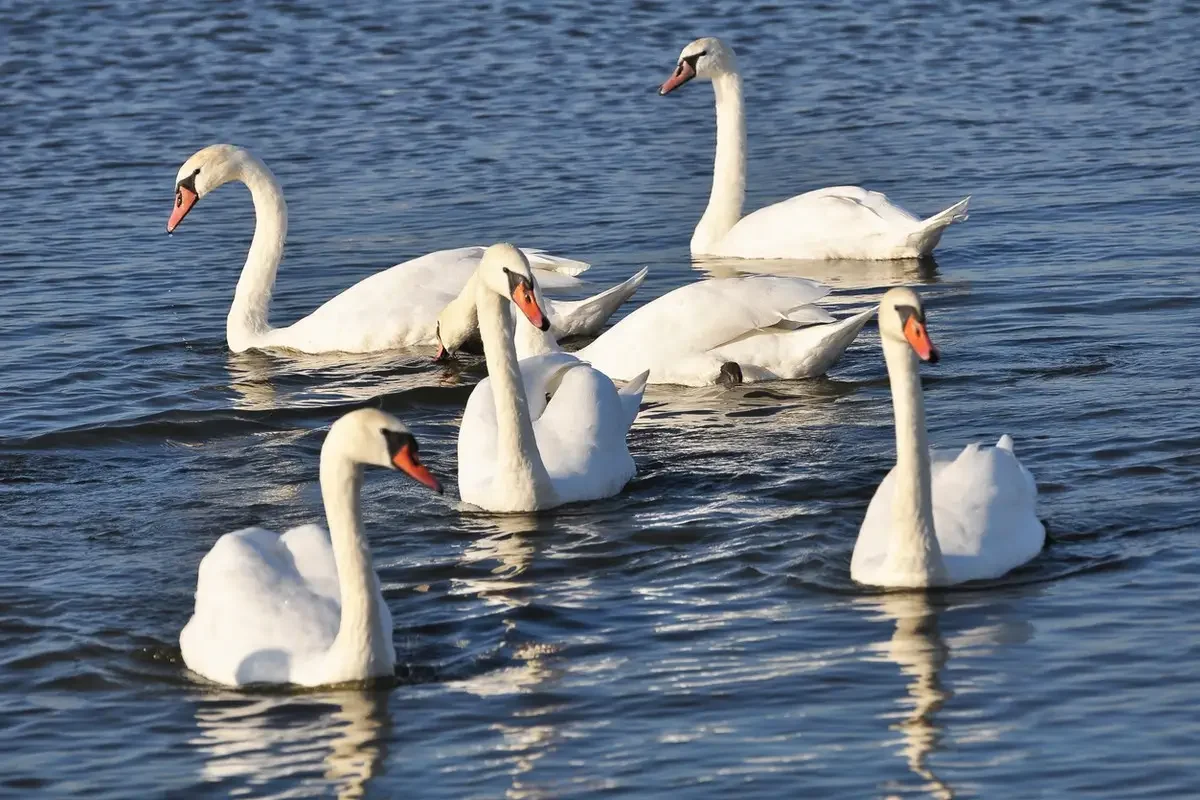На берегу Каспия найдены еще десятки мертвых лебедей