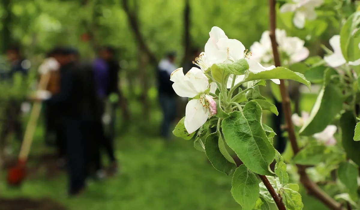 Крайне важно сформировать в обществе культуру чистоты и бережного отношения к природе – Токаев