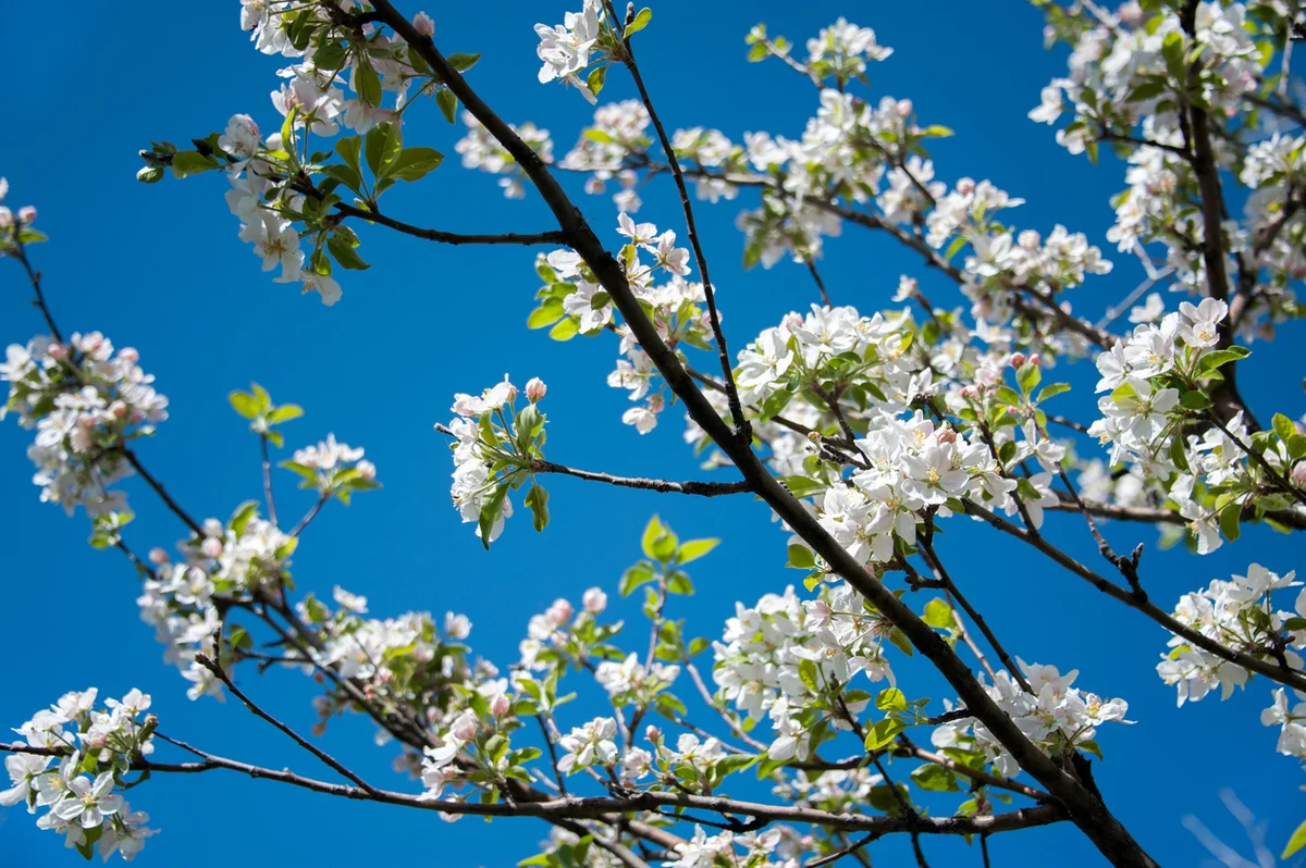 Прогноз погоды на 11 апреля: в 14 городах Казахстана осадков не ожидается