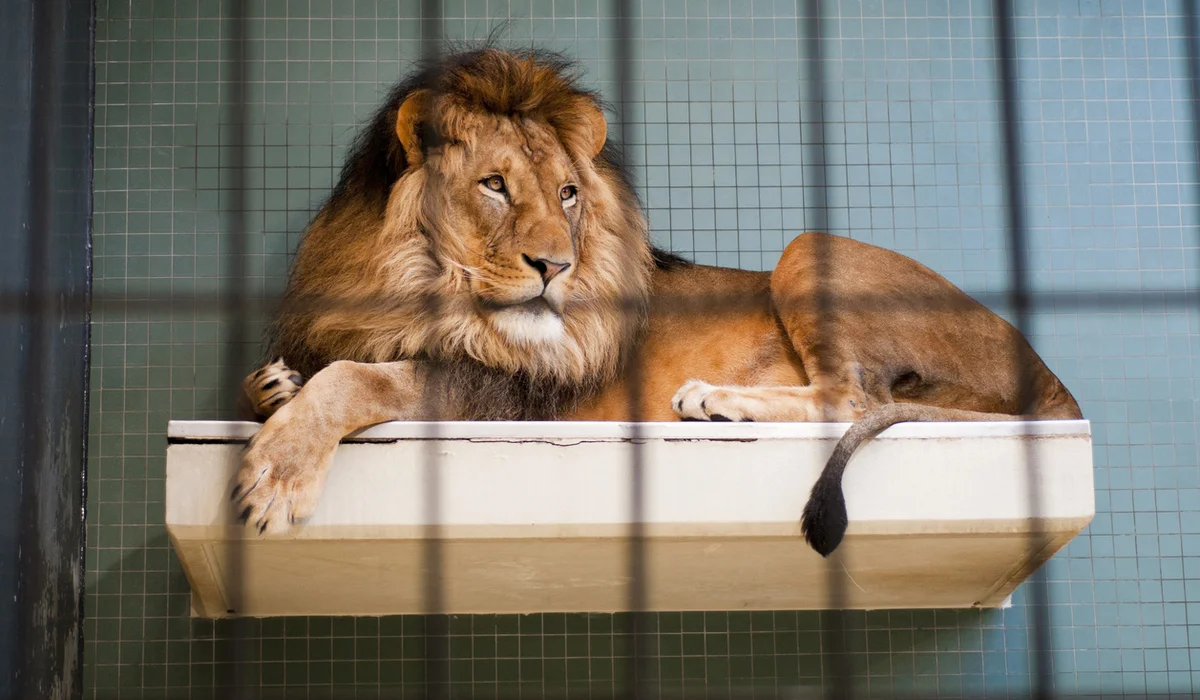 Мужчины бросали камни в вольер со львами в биоцентре в Семее (ВИДЕО)