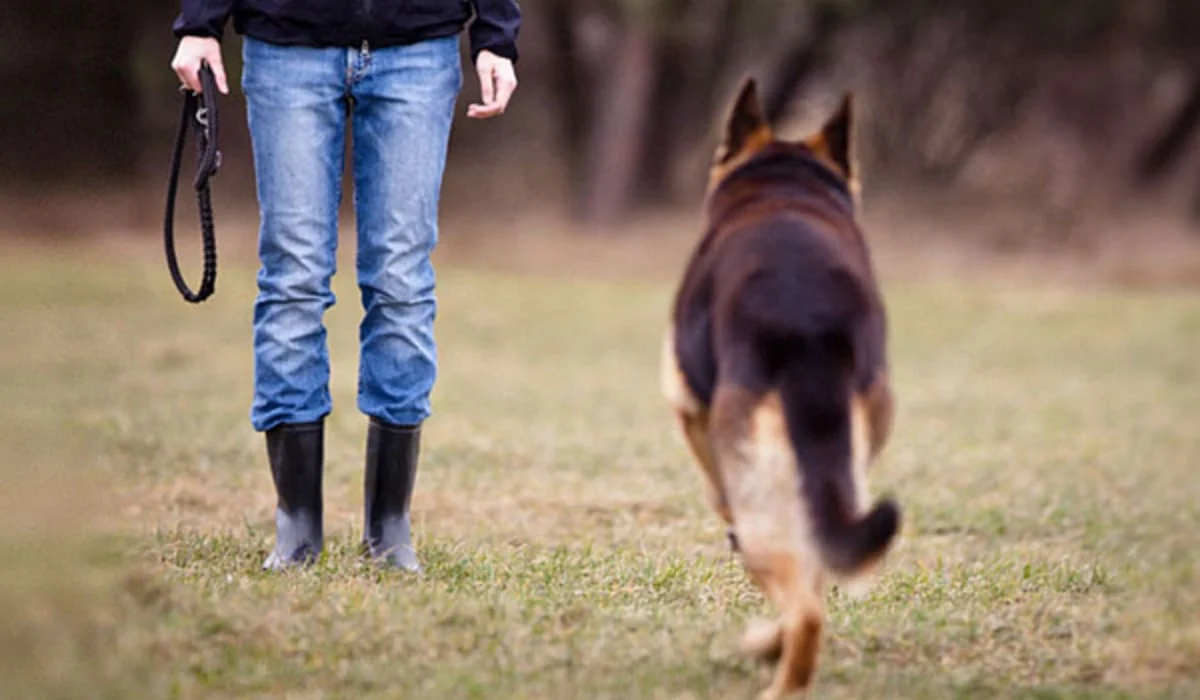 Отстрела бездомных животных не будет: в Казахстане разъяснили обсуждаемый законопроект