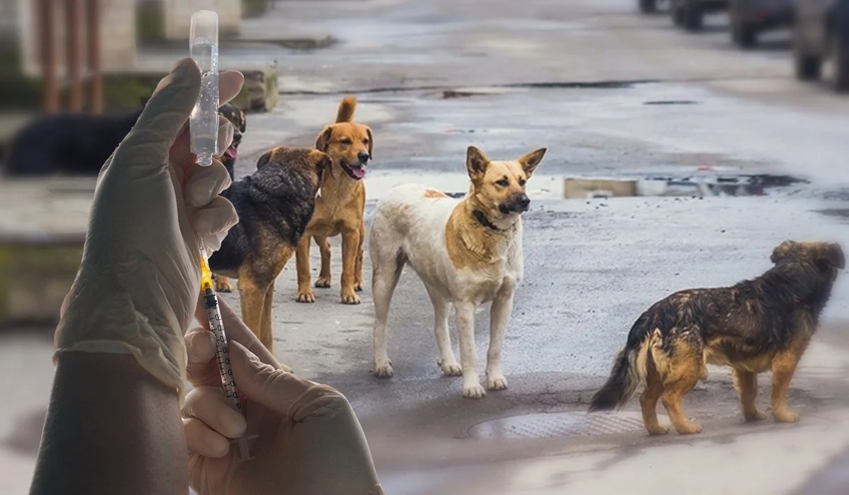 Об эвтаназии и гуманности: почему в Казахстане пересматривают закон об отлове животных