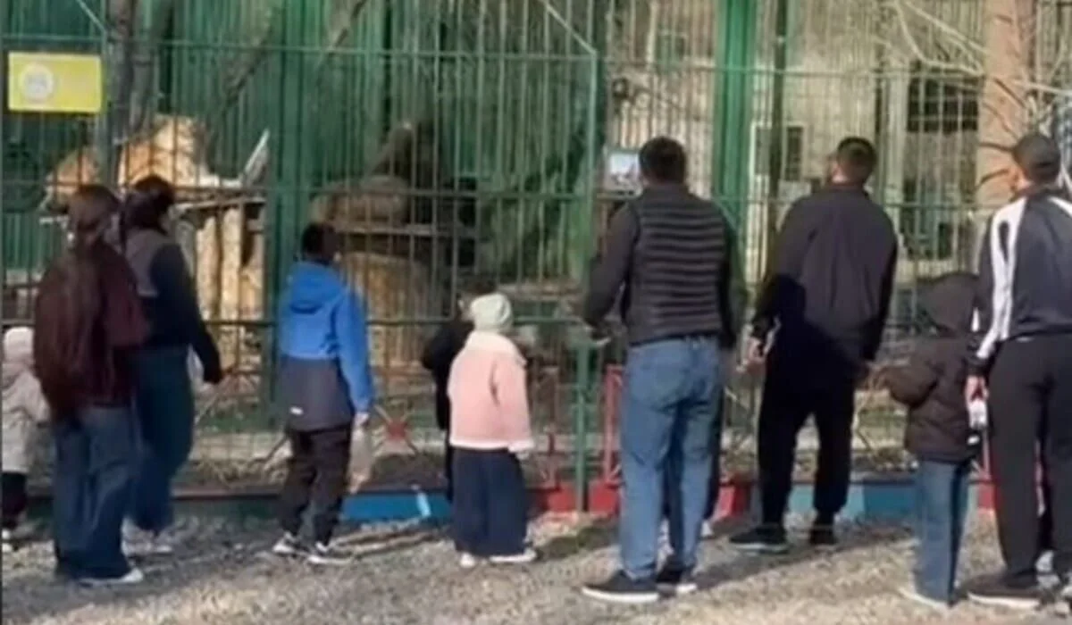 Забросали камнями львов в биоцентре Семея: мужчин доставили в полицию