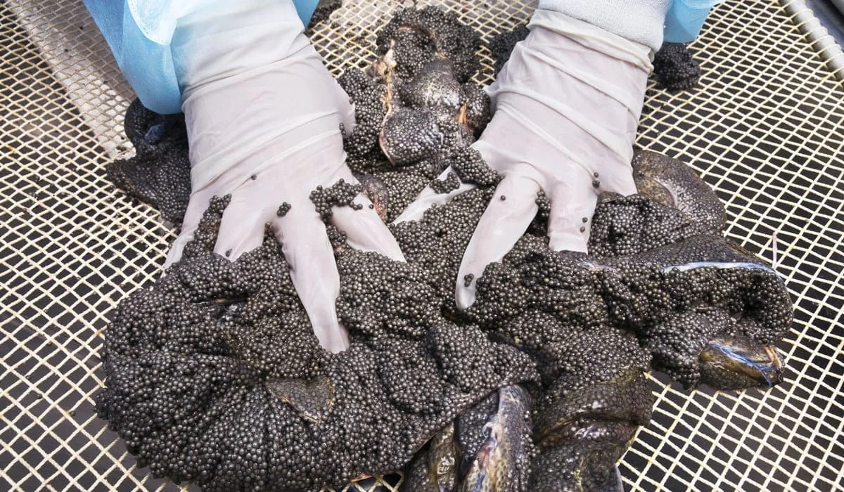 Рыбзавод в Атырау пытался незаконно закупить икру на 147 млн тенге