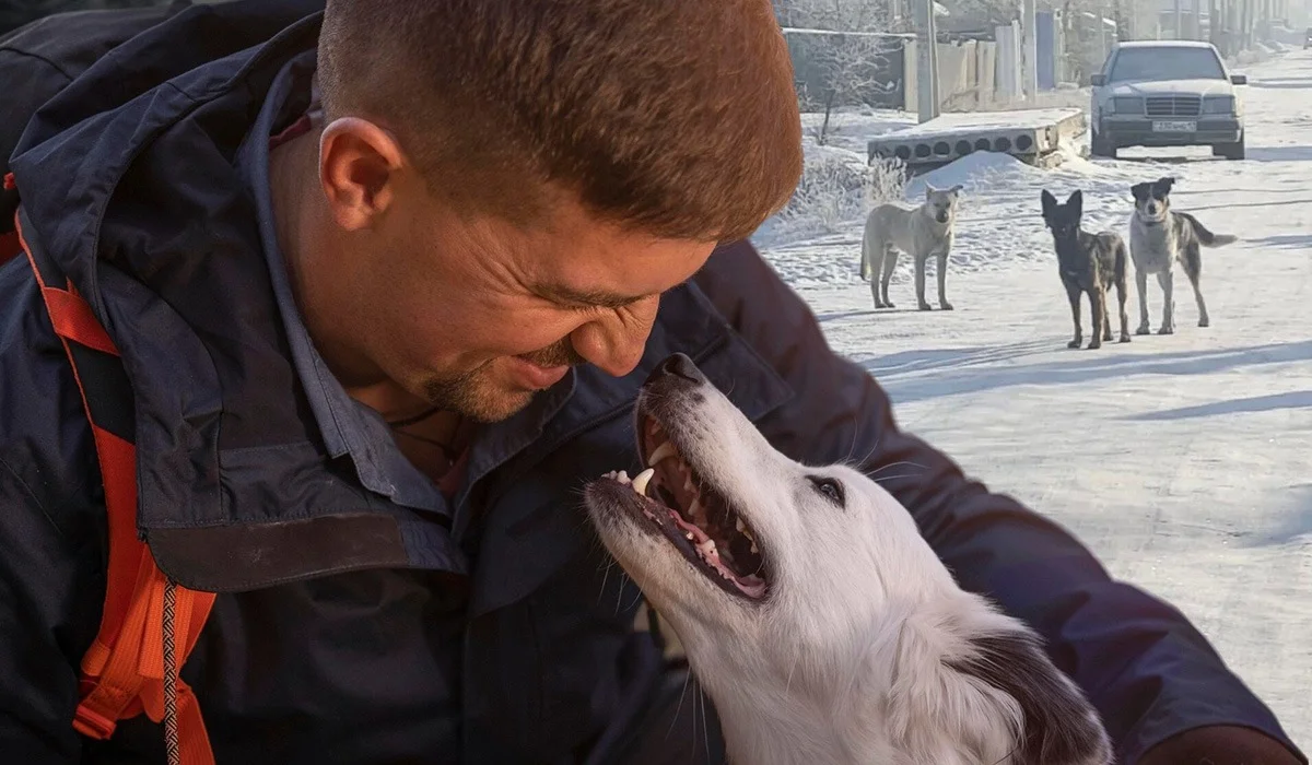 «Без ответственности людей проблему бездомных животных не решить»: зоологи высказались о новом законе